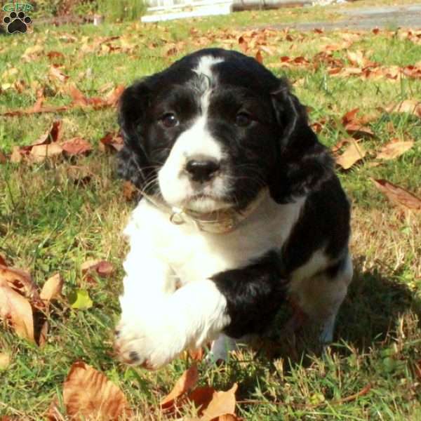 Elliot, English Springer Spaniel Puppy