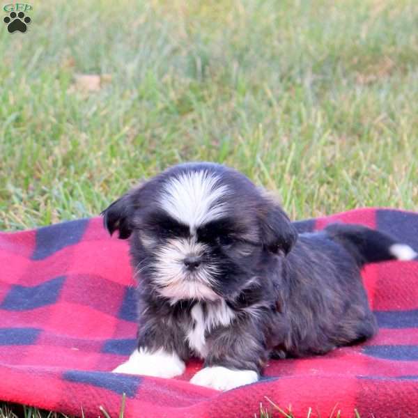 Elliott, Shih Tzu Puppy