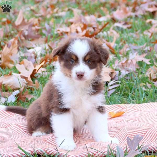 Elliot, Miniature Australian Shepherd Puppy