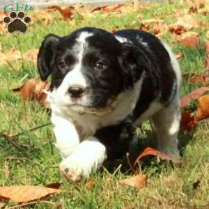 Elliot, English Springer Spaniel Puppy