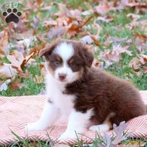 Elliot, Miniature Australian Shepherd Puppy