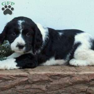 Elliot, English Springer Spaniel Puppy