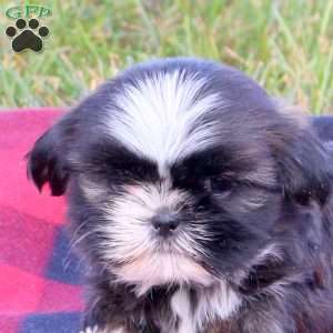 Elliott, Shih Tzu Puppy