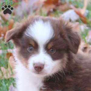 Elliot, Miniature Australian Shepherd Puppy