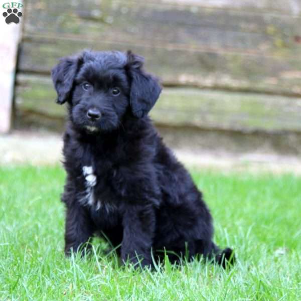 Elliott, Miniature Australian Shepherd Mix Puppy