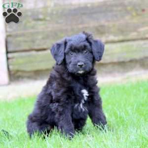 Elliott, Miniature Australian Shepherd Mix Puppy