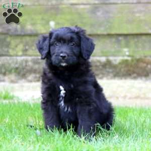 Elliott, Miniature Australian Shepherd Mix Puppy