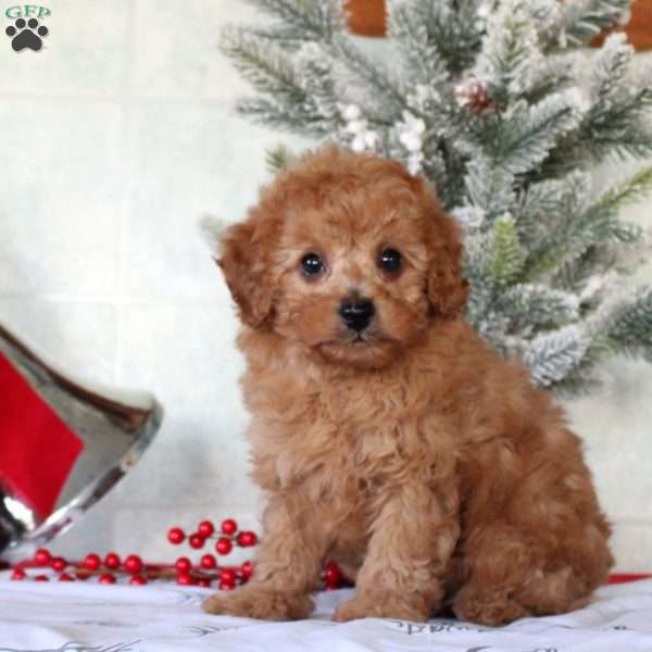 Elliot, Toy Poodle Puppy