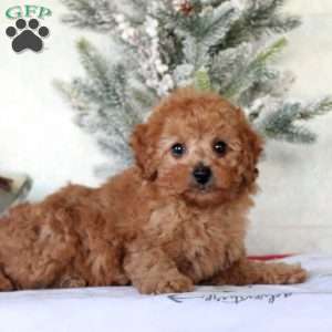 Elliot, Toy Poodle Puppy