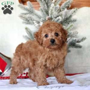 Elliot, Toy Poodle Puppy