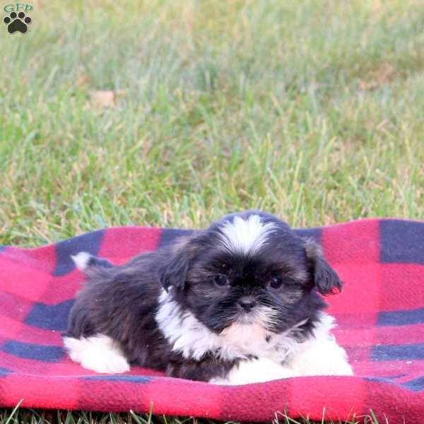 Ellis, Shih Tzu Puppy