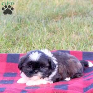 Ellis, Shih Tzu Puppy