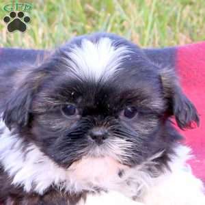 Ellis, Shih Tzu Puppy