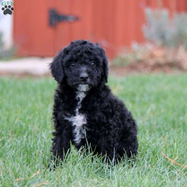 Elsa, Miniature Poodle Mix Puppy