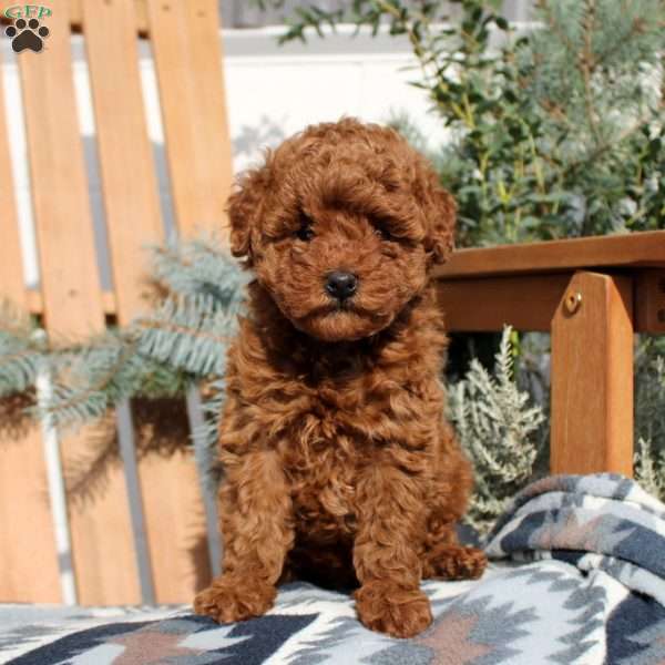 Elsa, Toy Poodle Puppy