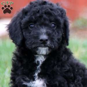 Elsa, Miniature Poodle Mix Puppy