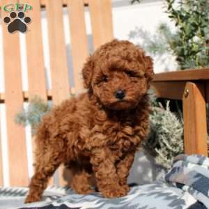 Elsa, Toy Poodle Puppy