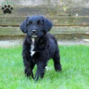 Elsa, Miniature Australian Shepherd Mix Puppy