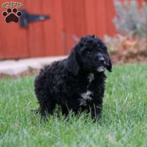 Elsa, Miniature Poodle Mix Puppy