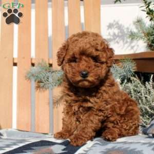 Elsa, Toy Poodle Puppy