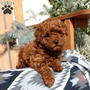 Elsa, Toy Poodle Puppy