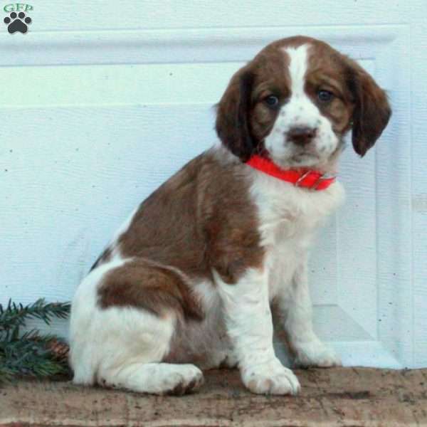 Elsie, English Springer Spaniel Puppy