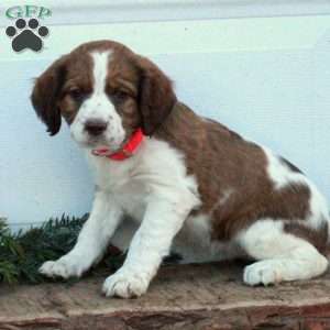 Elsie, English Springer Spaniel Puppy