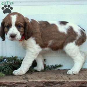 Elsie, English Springer Spaniel Puppy