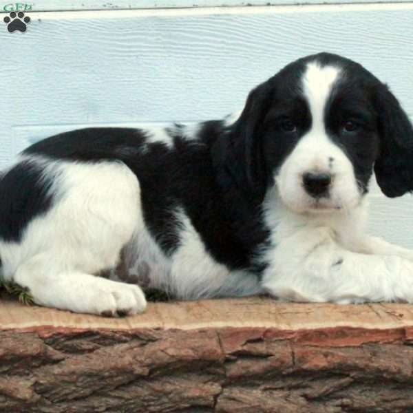 Elvis, English Springer Spaniel Puppy