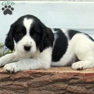 Elvis, English Springer Spaniel Puppy