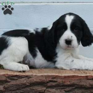 Elvis, English Springer Spaniel Puppy