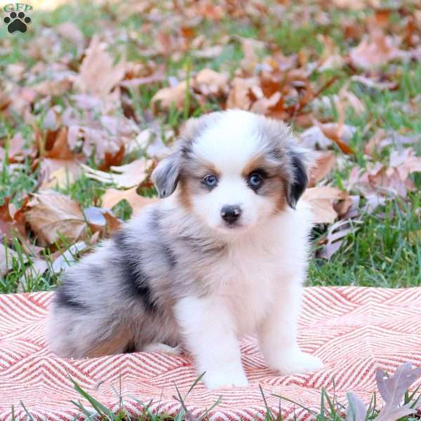 Elwood, Miniature Australian Shepherd Puppy