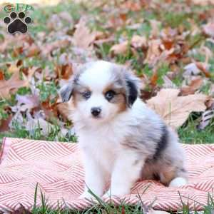 Elwood, Miniature Australian Shepherd Puppy