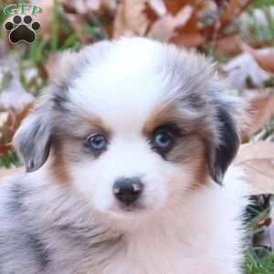 Elwood, Miniature Australian Shepherd Puppy