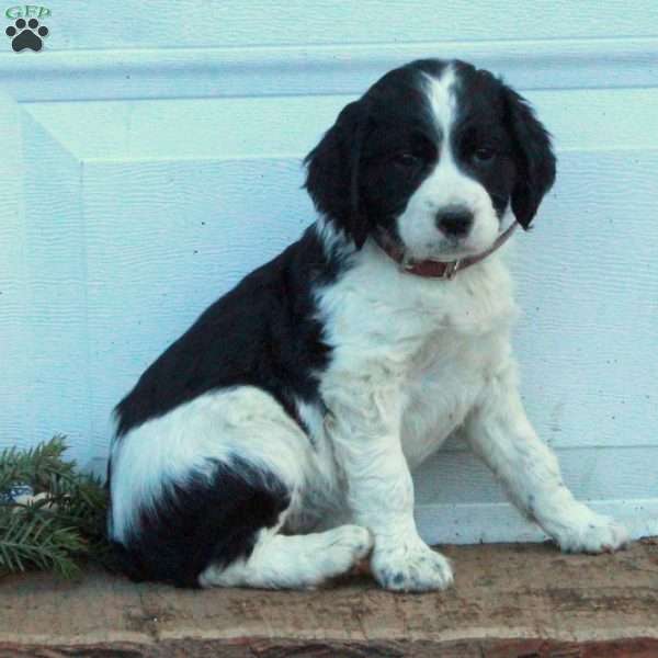 Ember, English Springer Spaniel Puppy