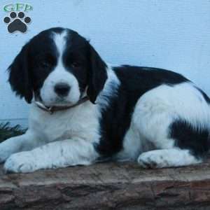 Ember, English Springer Spaniel Puppy