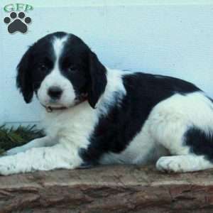 Ember, English Springer Spaniel Puppy