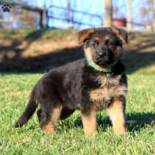 Ember, German Shepherd Puppy