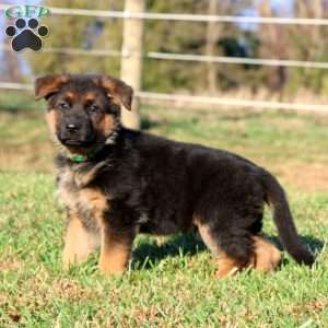 Ember, German Shepherd Puppy