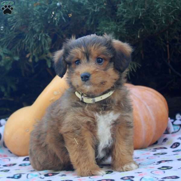 Emily, Corgipoo Puppy