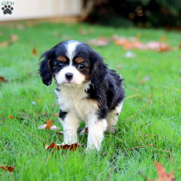 Emily, Cavalier King Charles Spaniel Puppy