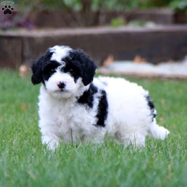 Emily, Miniature Poodle Mix Puppy