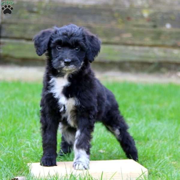 Emily, Miniature Australian Shepherd Mix Puppy