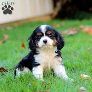 Emily, Cavalier King Charles Spaniel Puppy