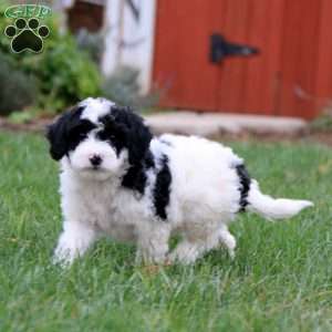 Emily, Miniature Poodle Mix Puppy