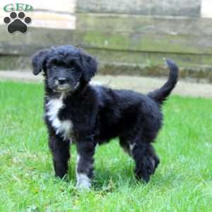 Emily, Miniature Australian Shepherd Mix Puppy