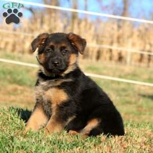 Emily, German Shepherd Puppy