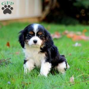 Emily, Cavalier King Charles Spaniel Puppy