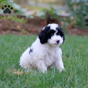 Emily, Miniature Poodle Mix Puppy