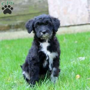 Emily, Miniature Australian Shepherd Mix Puppy